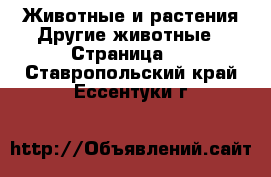 Животные и растения Другие животные - Страница 3 . Ставропольский край,Ессентуки г.